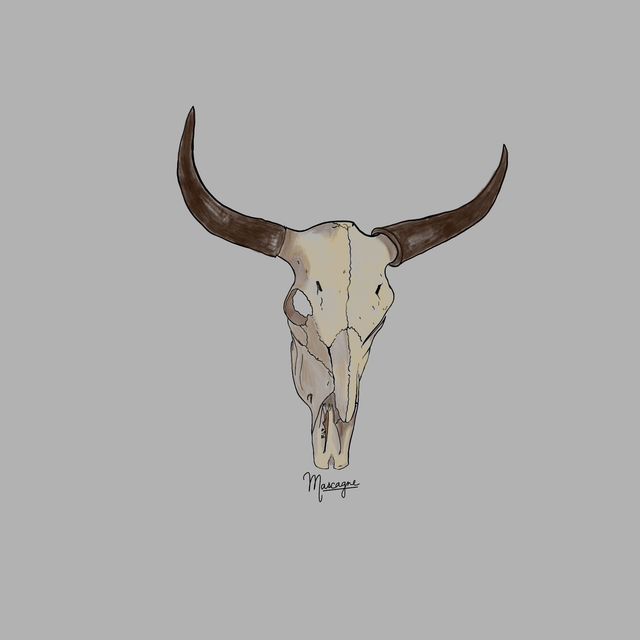 Carte Postale Crâne