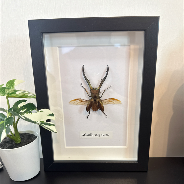 Metallic Stag Beetle 