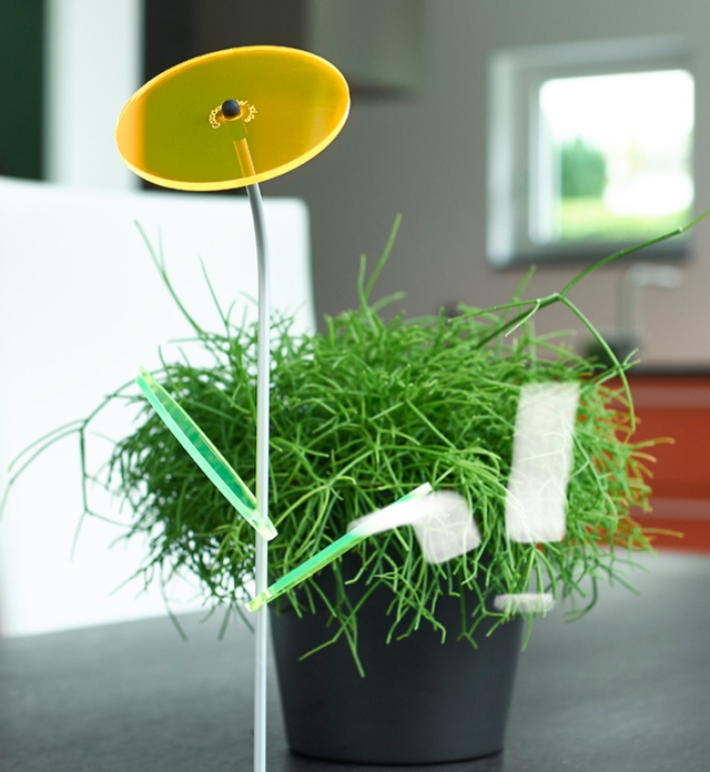 Fleur de bureau soleil | Lilly ( jaune )