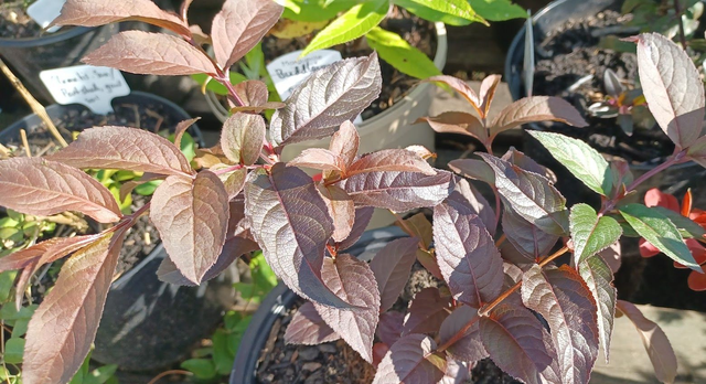 Diervilla rivularis Diva