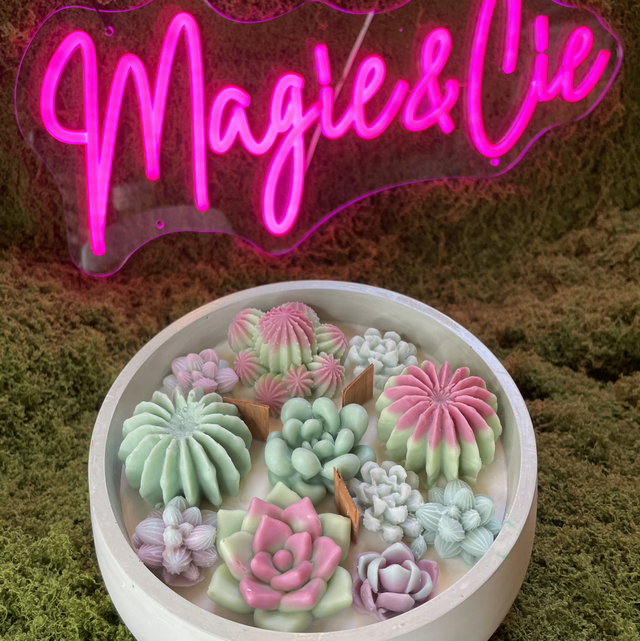 Succulentes moyennes vertes