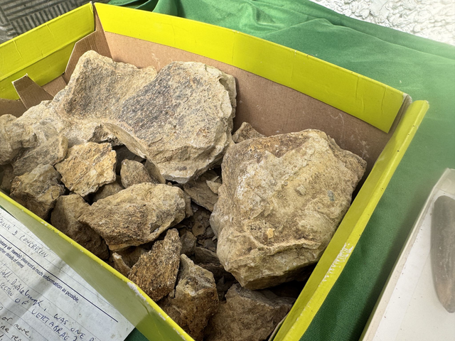 Pleiosaur vertebrae