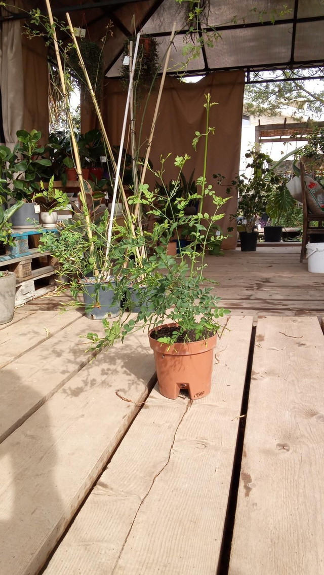 U06 ., Gelsomino a cespuglio