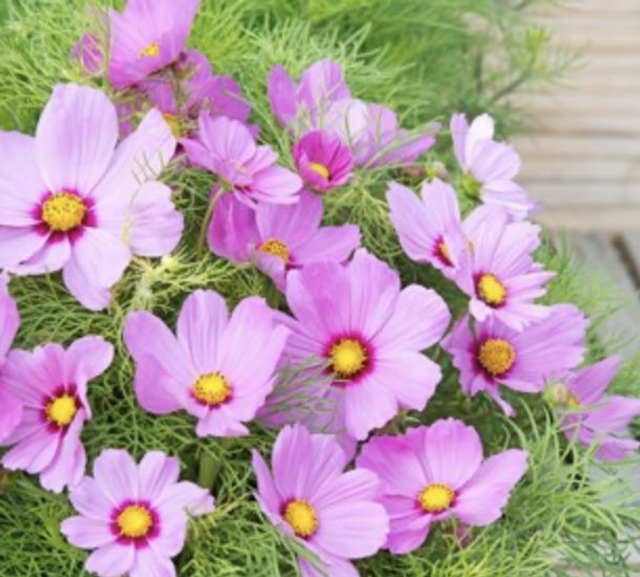 Cosmos Candyfloss Pink Sunrise