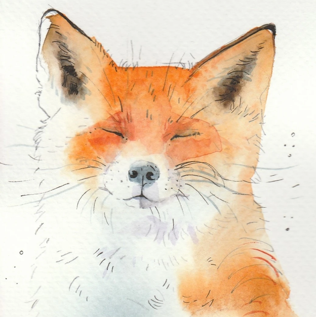 Képeslap, napozó róka