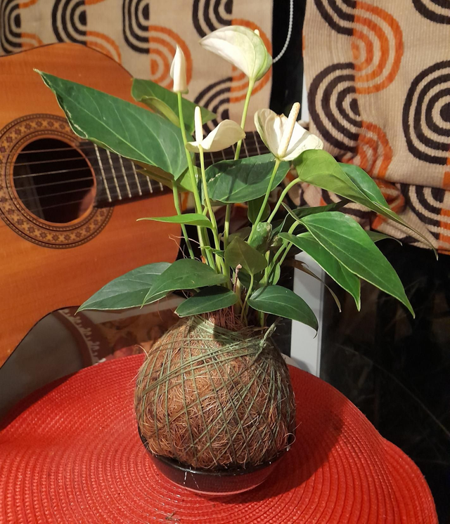 Kokedama Antorium Blanco