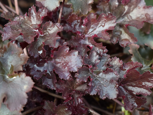 Heuchera 'Black beauty'