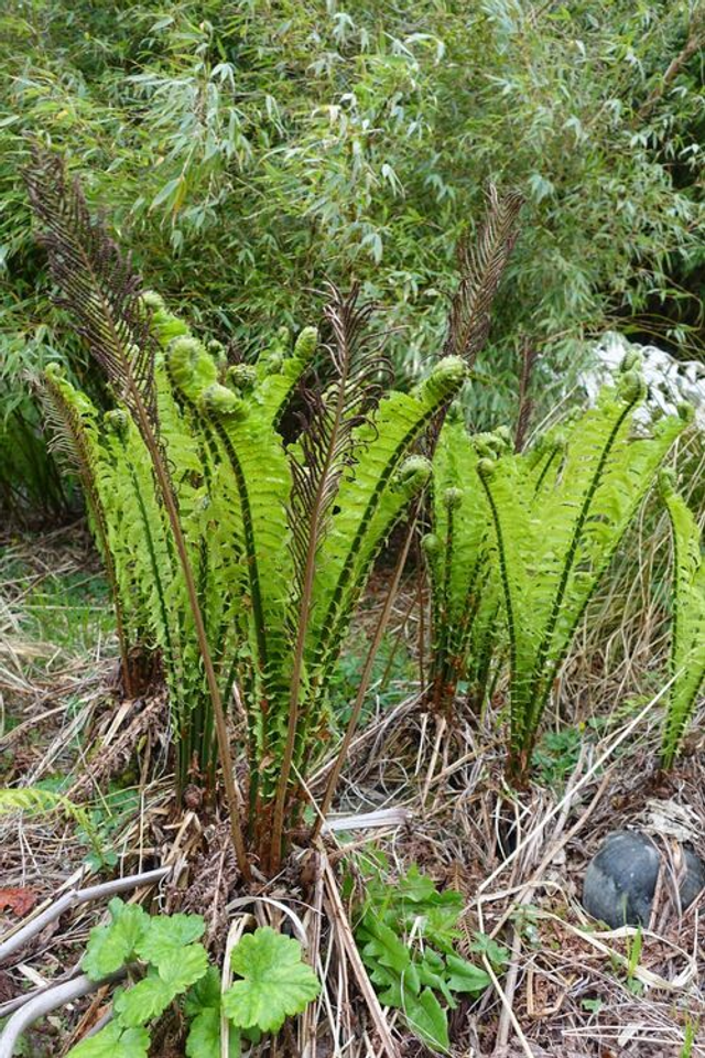 Matteuccia struthiopteris subsp.'Pensylvanica- American Shuttlecock/Ostrich Fern 