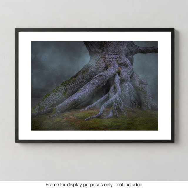 Neagari Matsu Pine Tree in the Mist