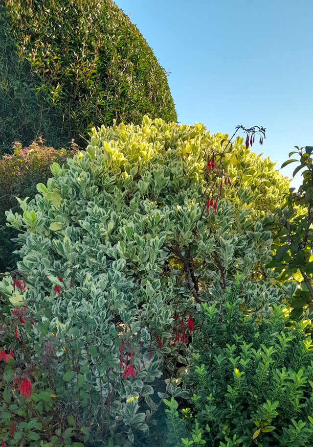 Euonymus fortunei 'Silver Queen' - 1ltr pot