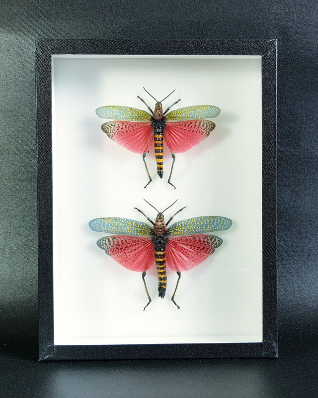 Phymateus saxosus (couple)