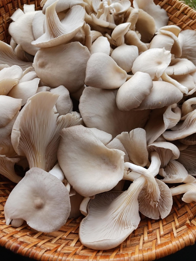 Pleurotes gris frais 1kg