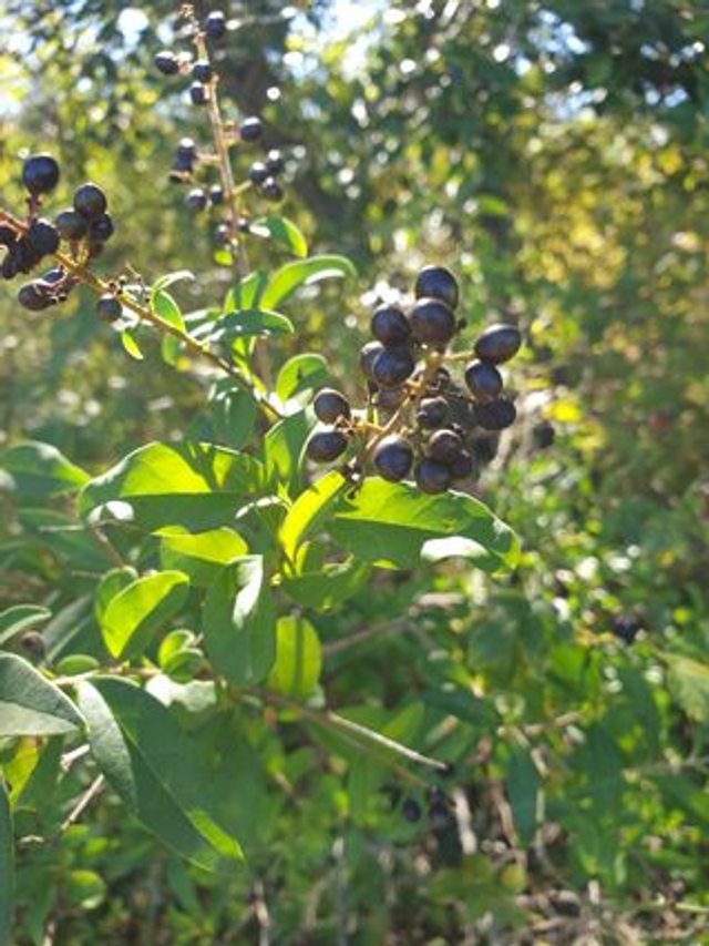Troène Commun (Ligustrum vulgare)