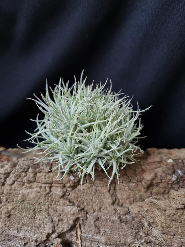 Tillandsia tectorum mini boule