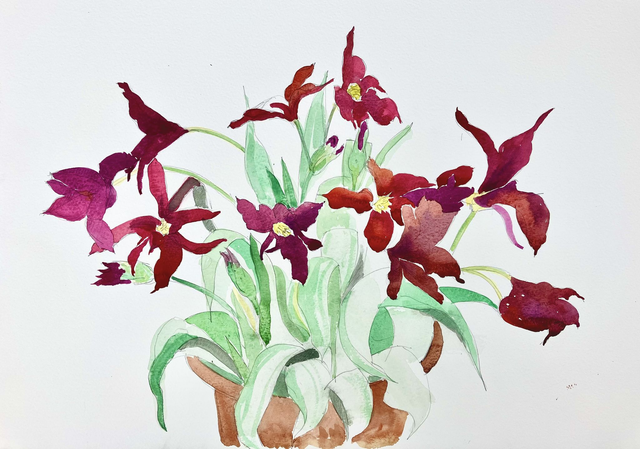 Purple Doll Tulip 22x15 inch watercolour.