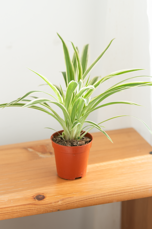 Chlorophytum Comosum (mini) 🌿