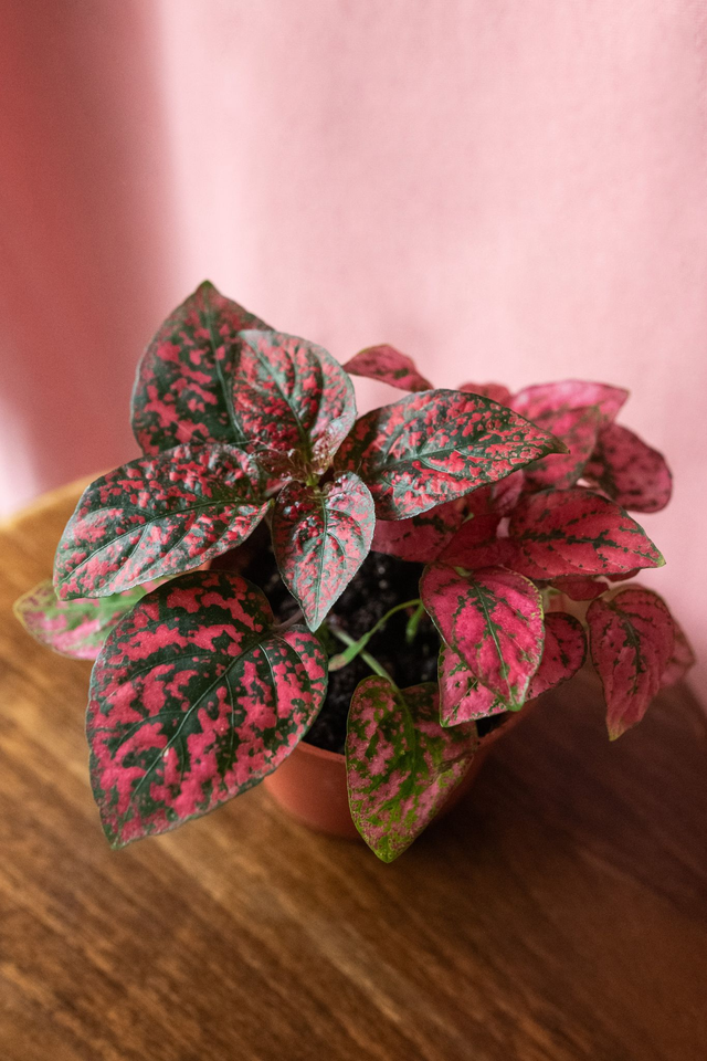 Hypoestes Phyllostachys Rose foncé 🌿