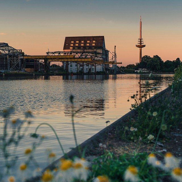 Hafen hinter Wiesenblumen