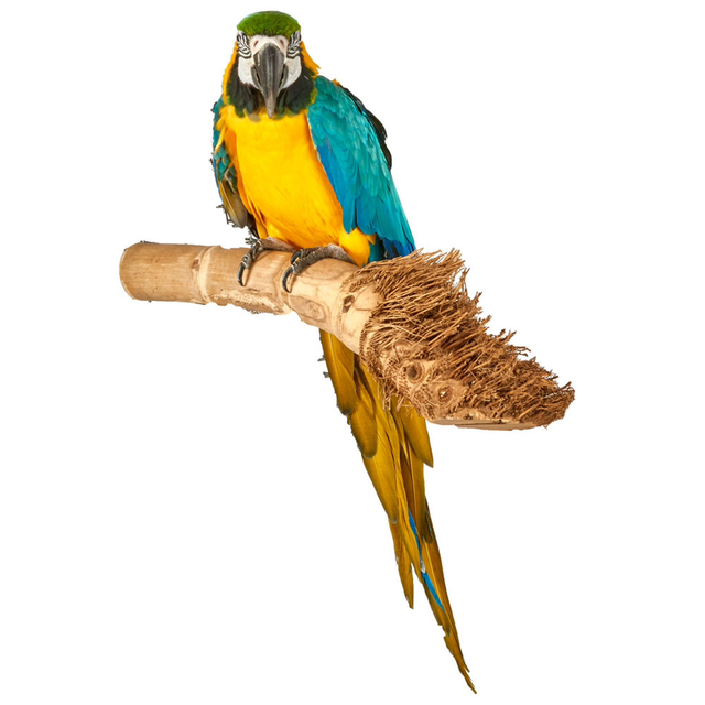 Bamboo Root Wood Natural Parrot Perch Medium