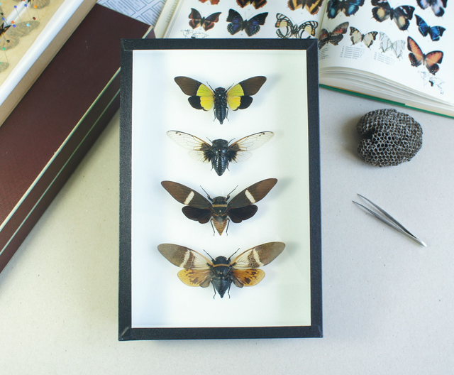 Collection de cigales 