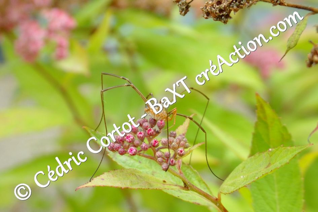 Impression sur alu dibond - Le petit monde du Vivant (ref 100_3574)