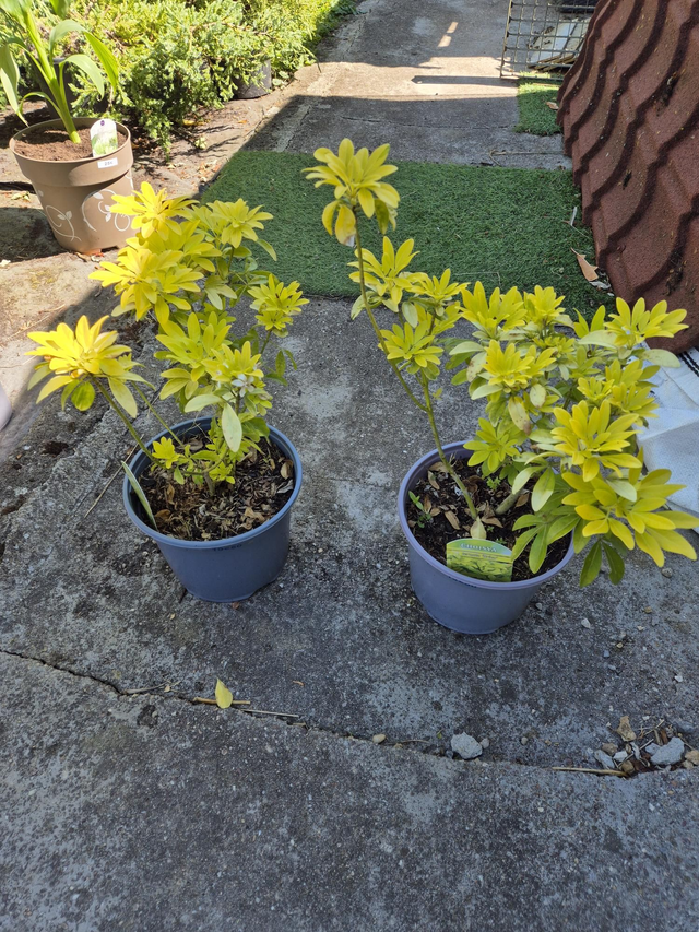 Oranger du Mexique choisya ternata brica pot 19cm