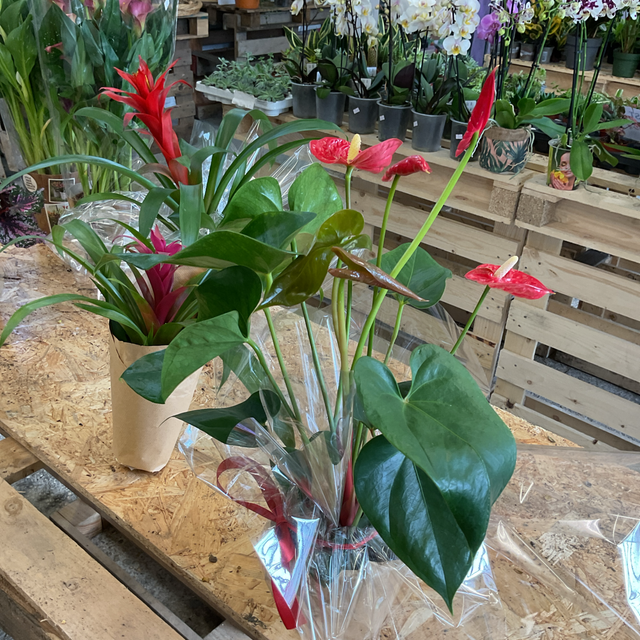 Anthurium