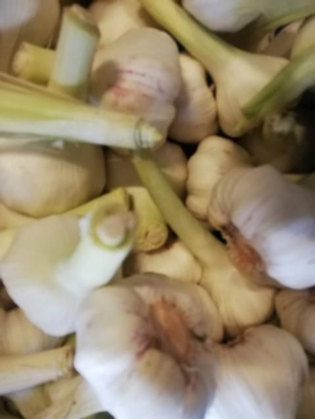 Frischer Knoblauch 5 Kilo