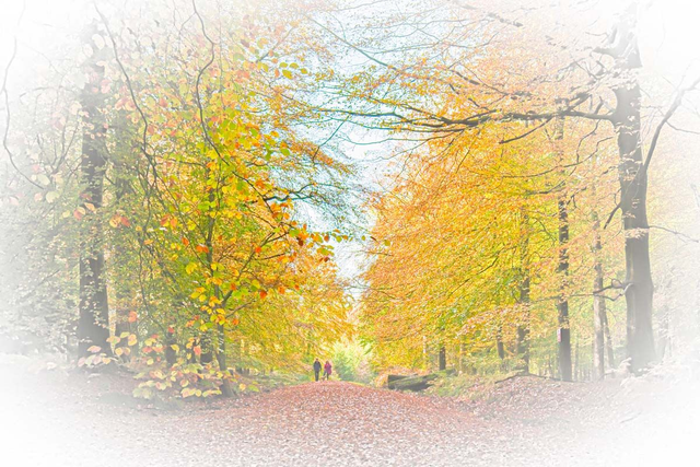 Autumn Walk Forest of Dean