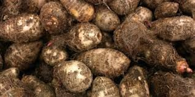 Cocoyam