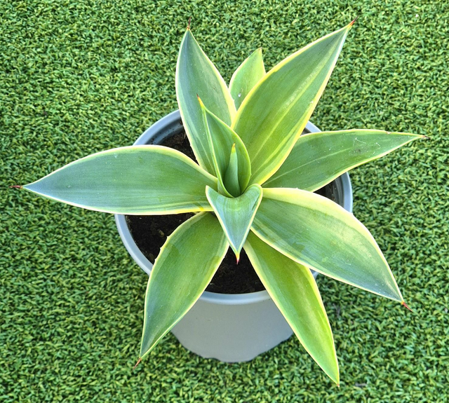 Agave desmetiana ‘Variegata&#039; - Smooth Agave