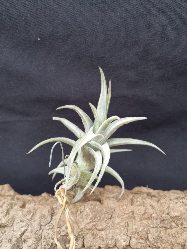 Tillandsia xiphioides nain