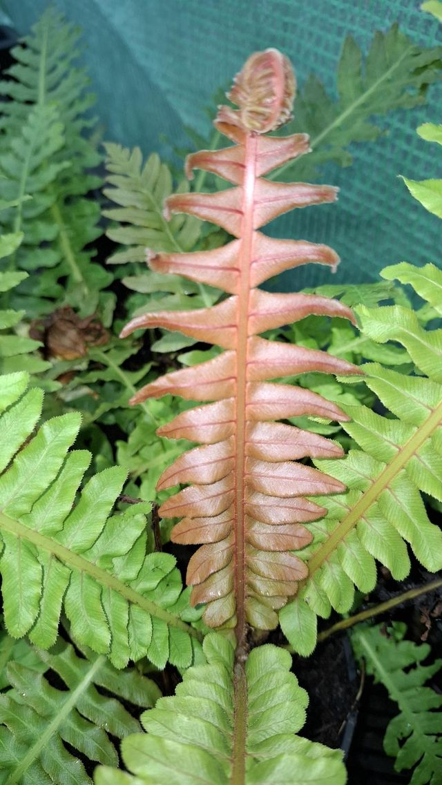 Blechnum brasiliense - Brazilian Tree Fern Plug Plant