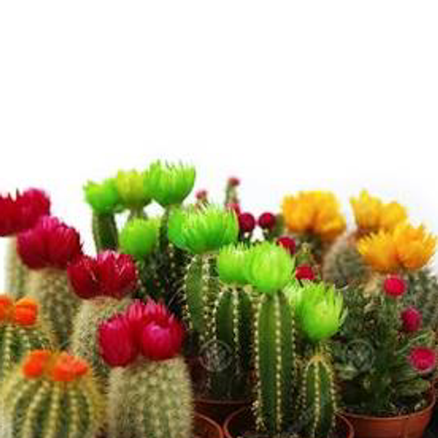 Flower Cactus