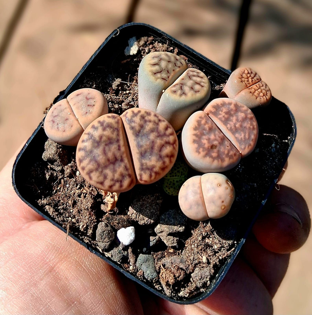 D48 . Lithops
