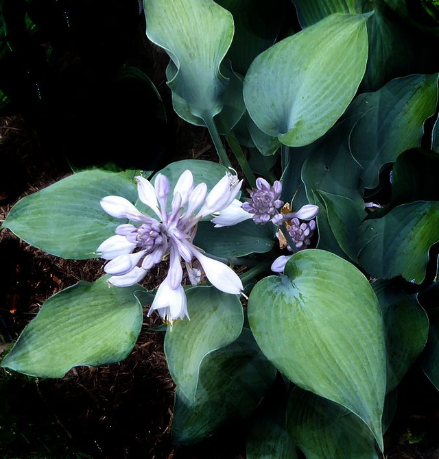 Hosta &#039;Bulletproof&#039; P9