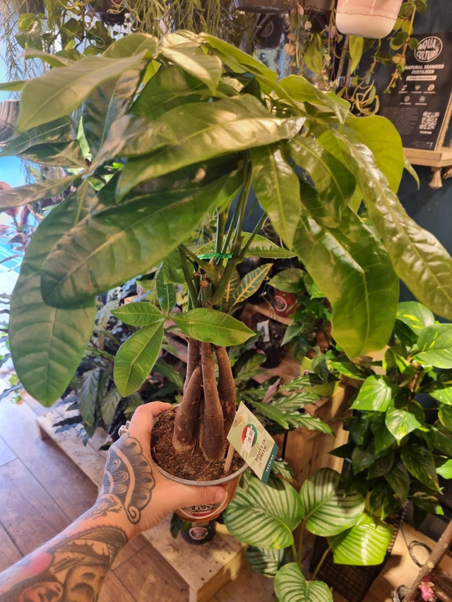Pachira aquatica, Money plant 14cm pot standing 65cm tall