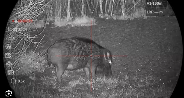Wildlife Control - Boar