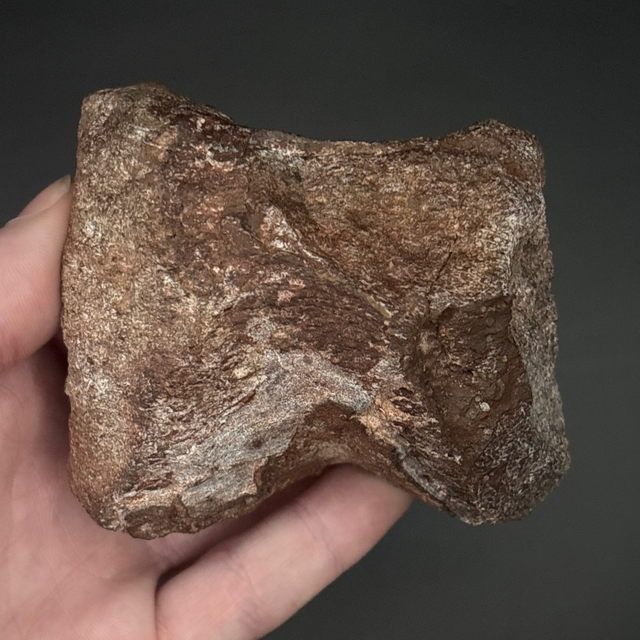 Allosaurus Partial Vertebra