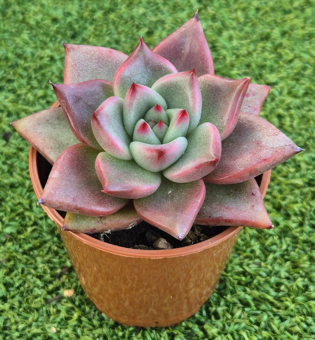 Echeveria agavoides (Pale Leaf Hybrid)