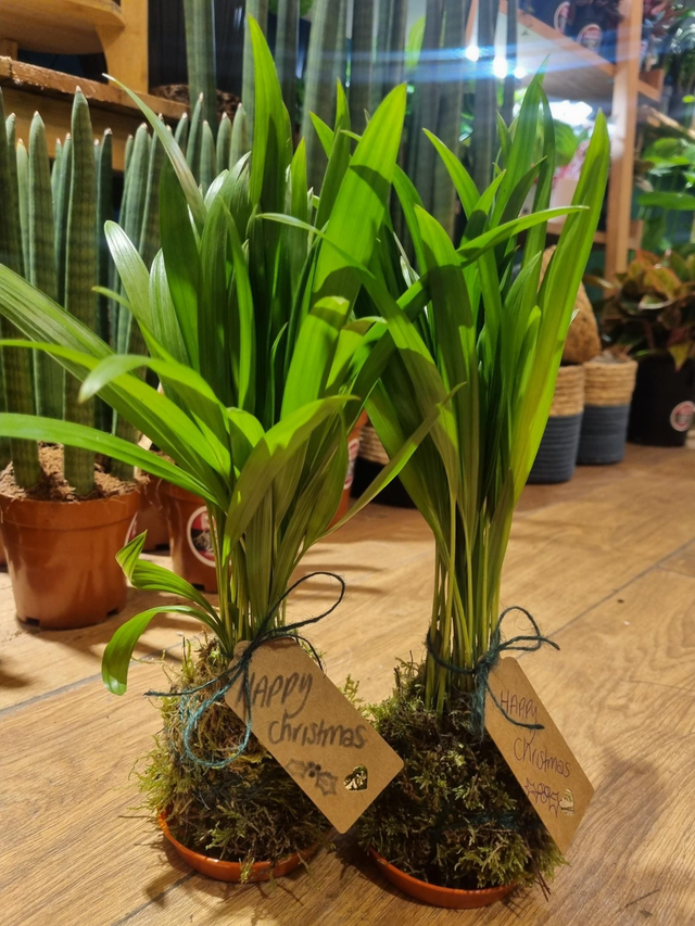 Palm kokodamas (Preorder collect after the 8th of December)