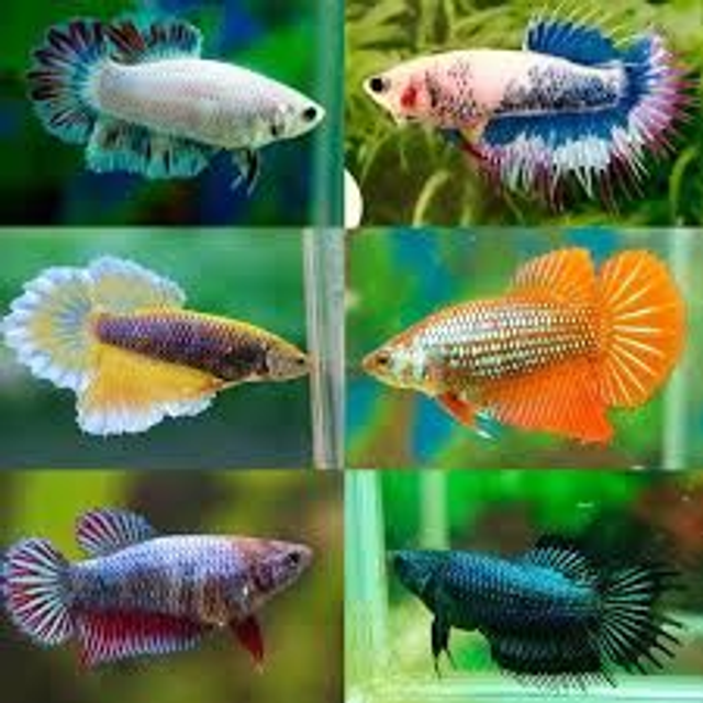 Betta fish female