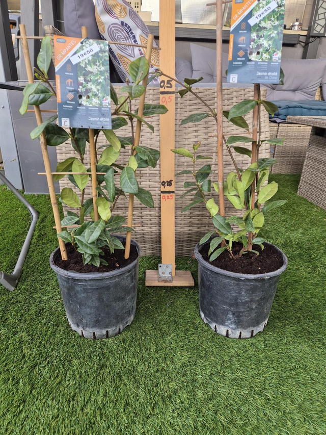 Jasmin etoilé (Trachelospermum jasminoides)pot 3L