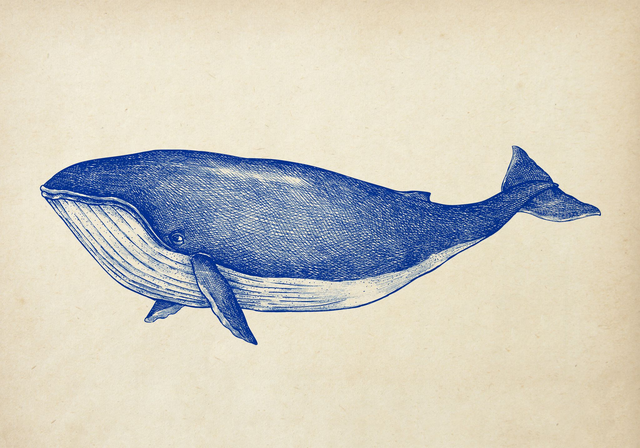 Blue Whale