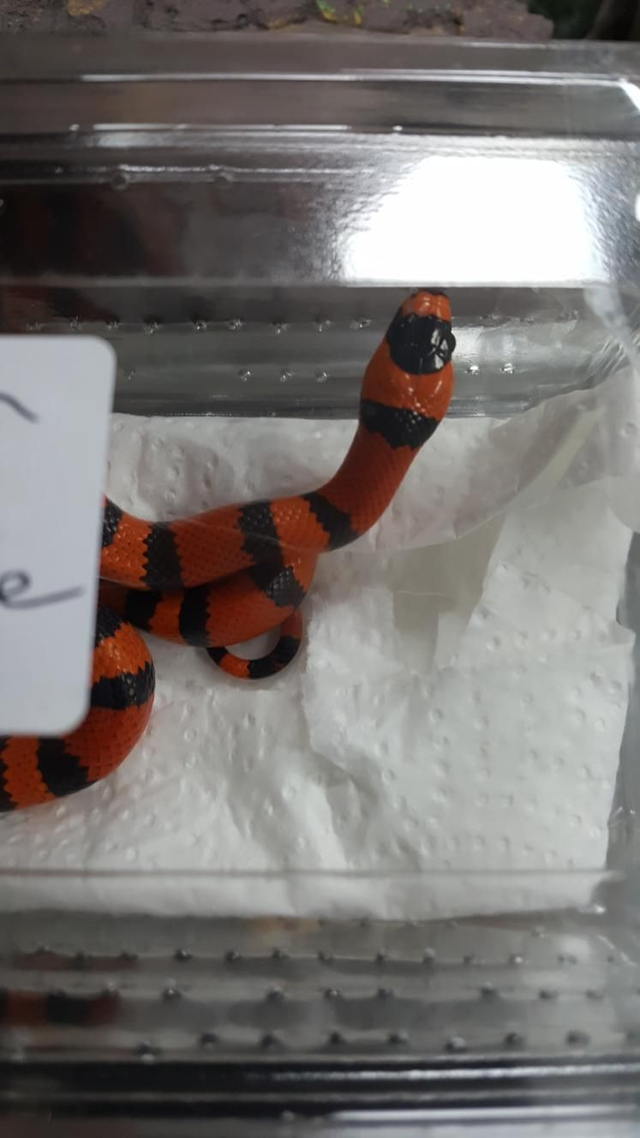 Honduran milk snake