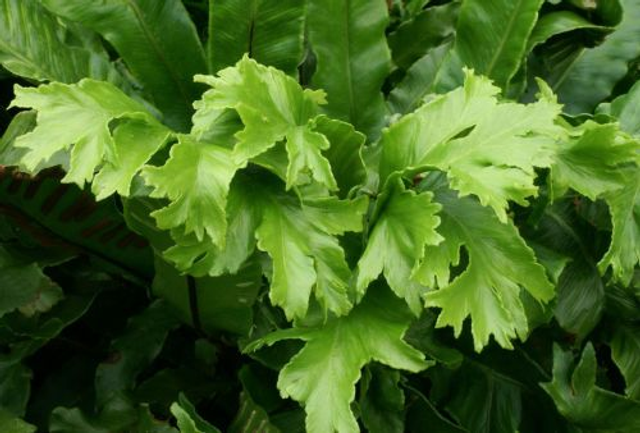 Asplenium scolopendrium 'Cristatum' - Crested Hart's Tongue Fern P9