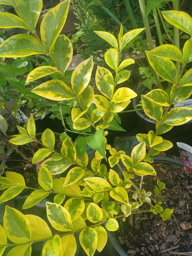 Ligustrum ovalifolium Aurium