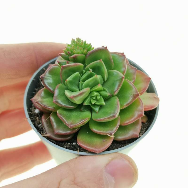 D95 . Sedeveria letizia