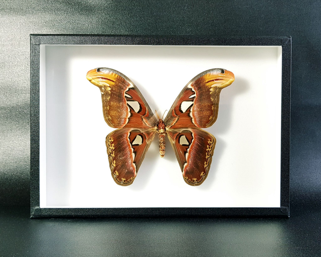 Attacus atlas (femelle)