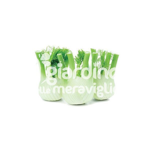 O02 . Finocchio in pack da 12 piantine